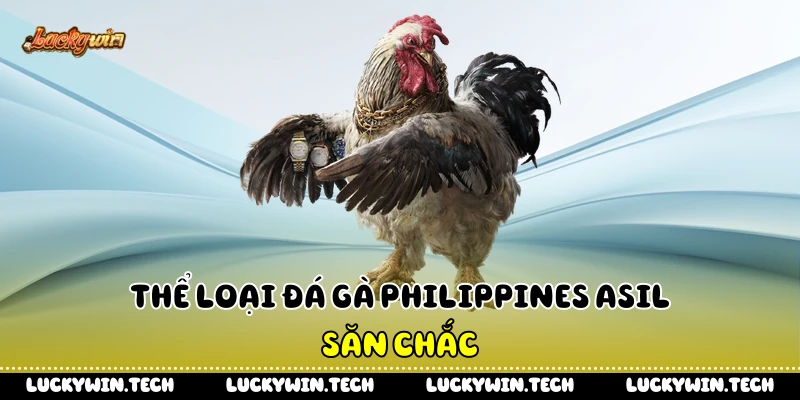 Thể loại đá gà Philippines Asil săn chắc